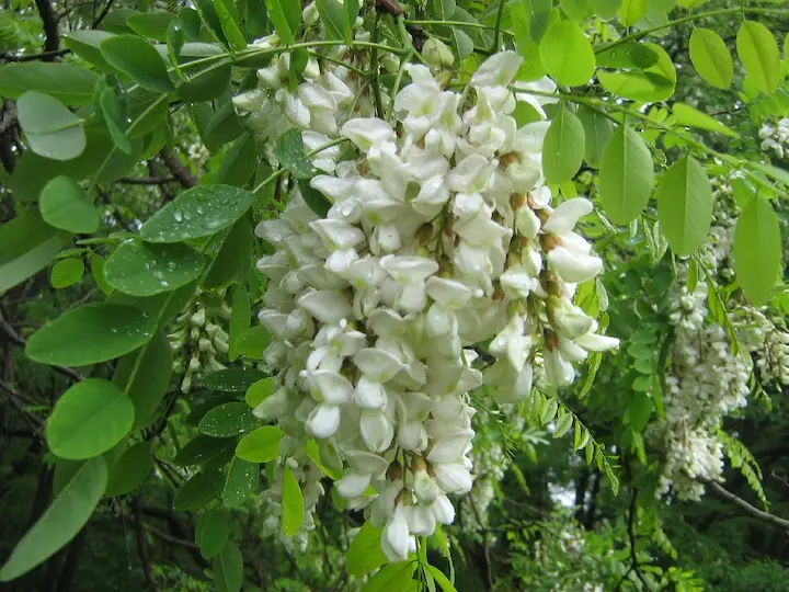 Fiori di acacia