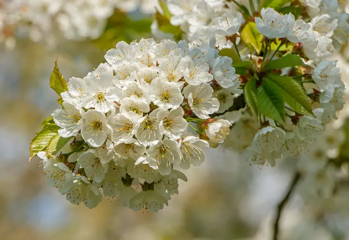 Fiori di ciliegio