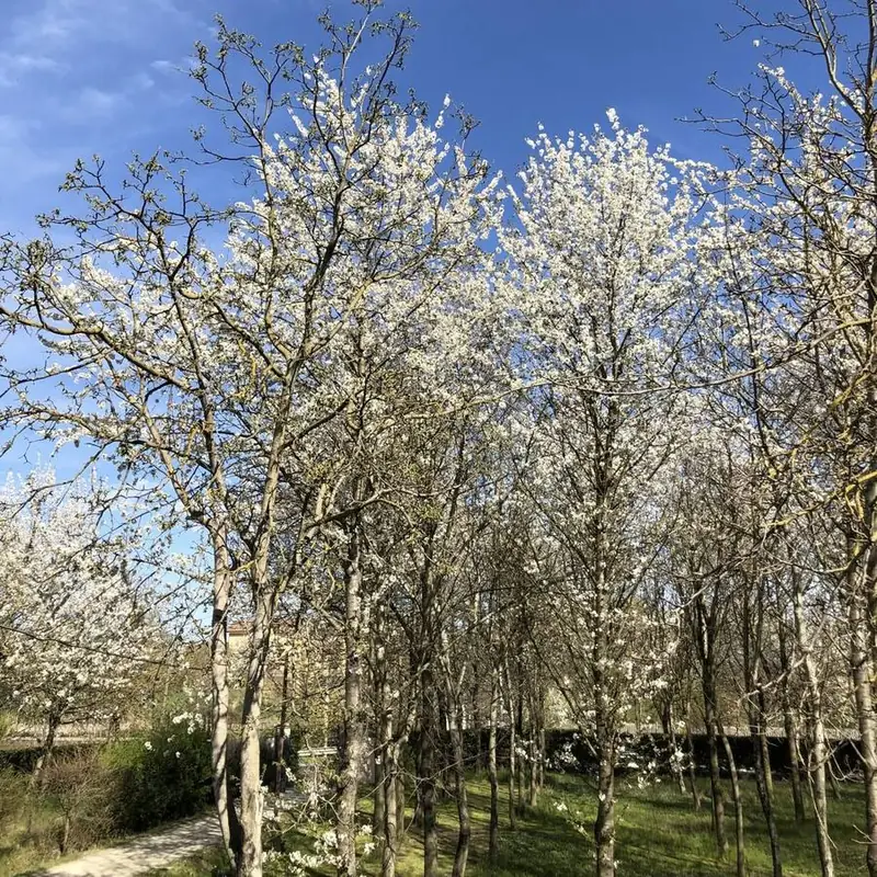Ciliegi in fiore