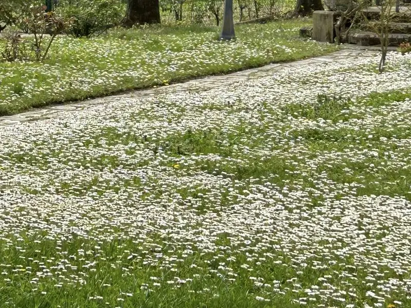 Il prato fiorito in primavera