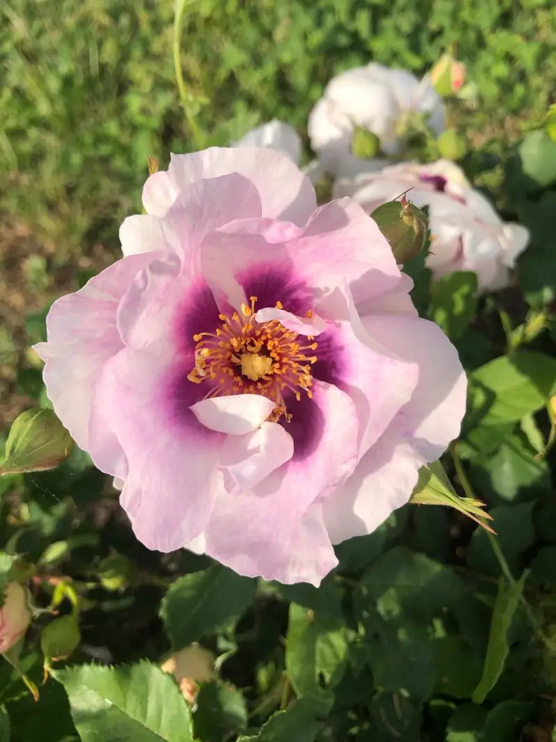 Rosa Eyes for You