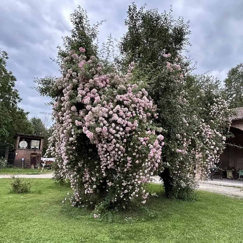 Rose rampicanti in fiore