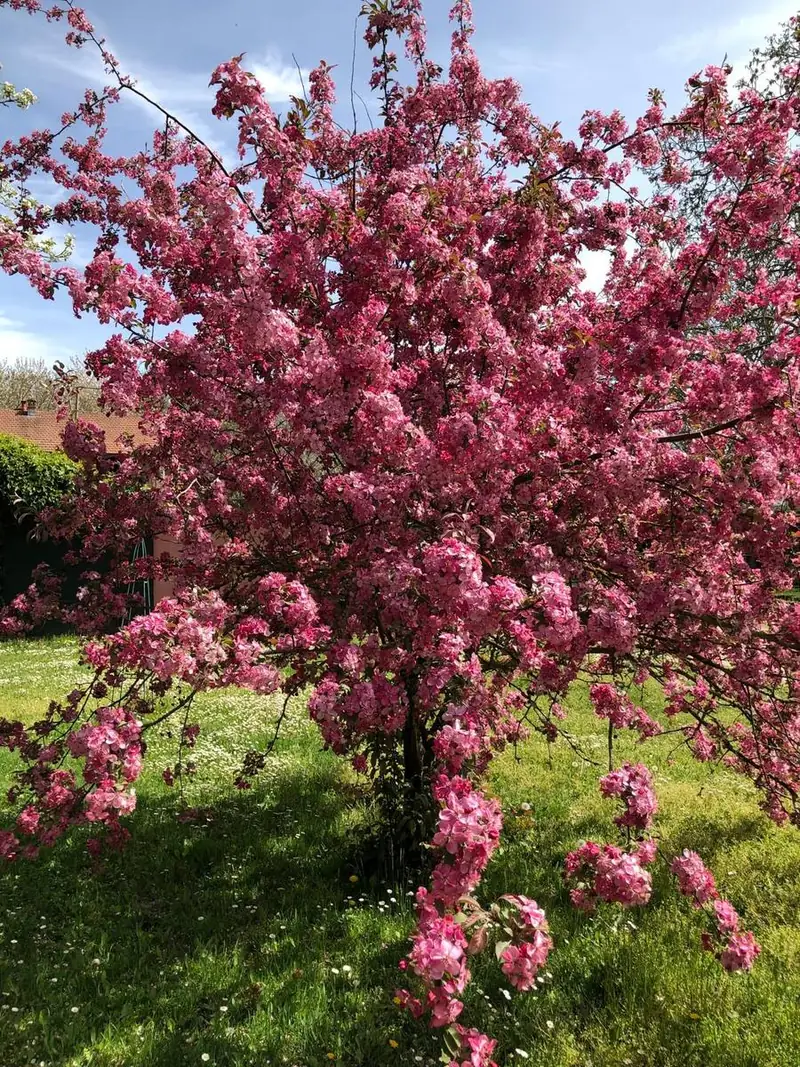 Un melo ornamentale in fiore