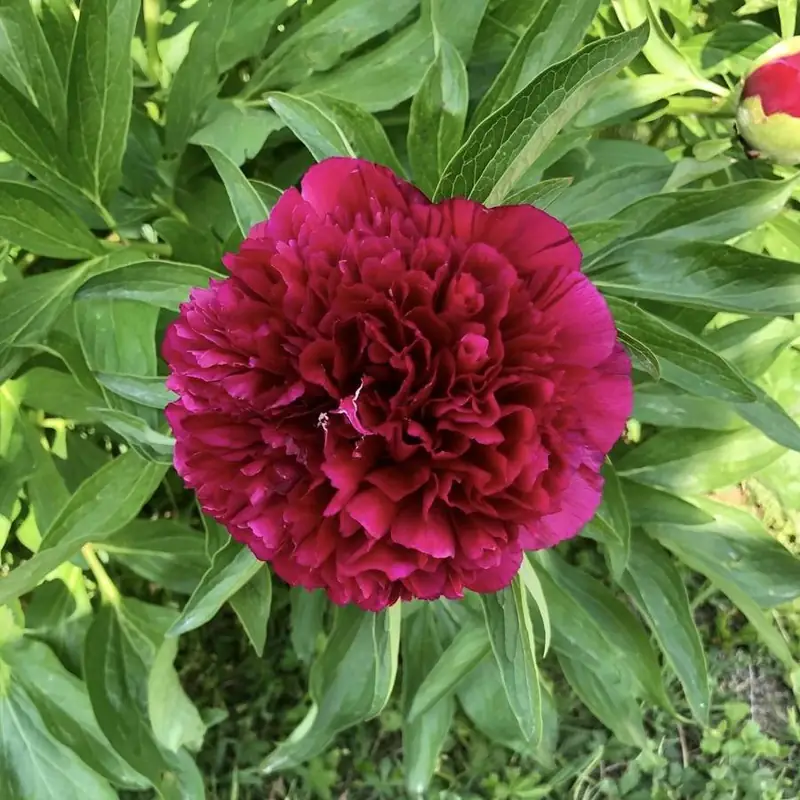 Una peonia rosso rubino