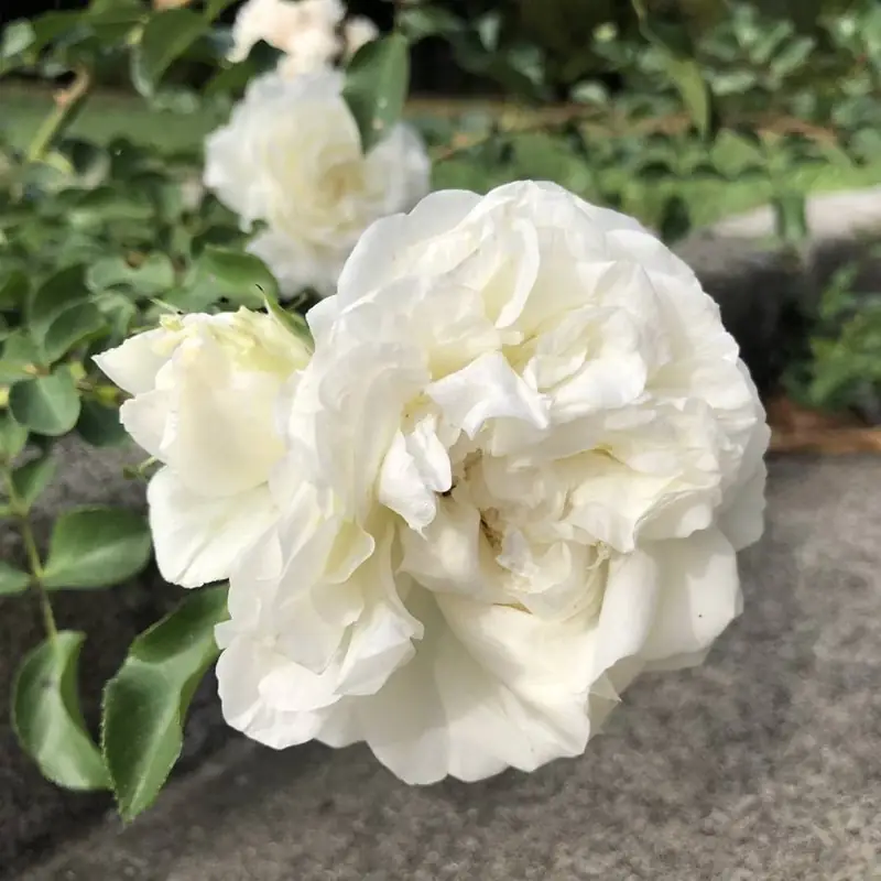 Una rosa bianca