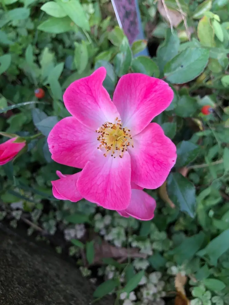 Una rosa selvatica