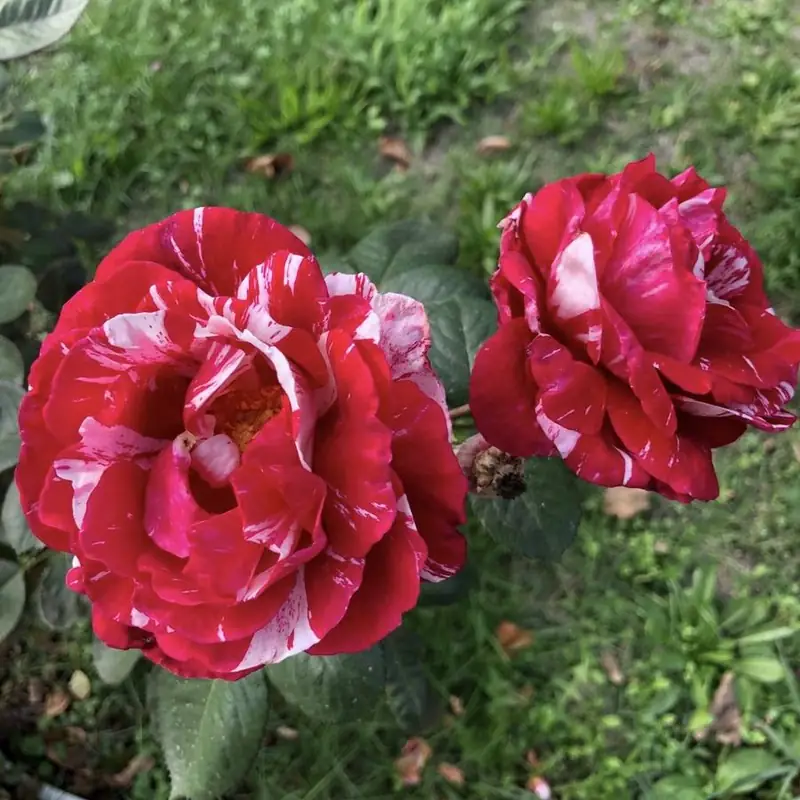 Una rosa variegata
